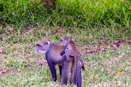 酒店 草地 家庭 动物 肯尼亚 猴子 哺乳动物 非洲 狒狒