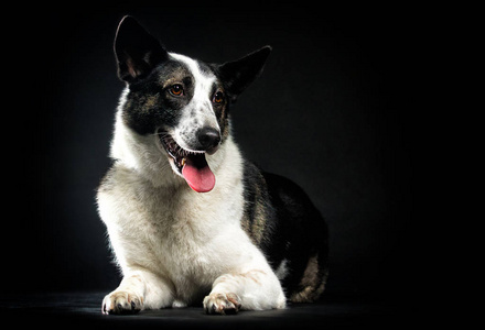 dog looks and lies sideways on a black background 