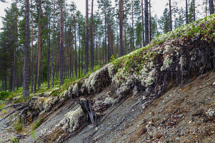 北极森林里的白色驯鹿苔藓