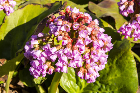 院子 粉红色 植物区系 植物 花瓣 盛开 栽培 自然 生长