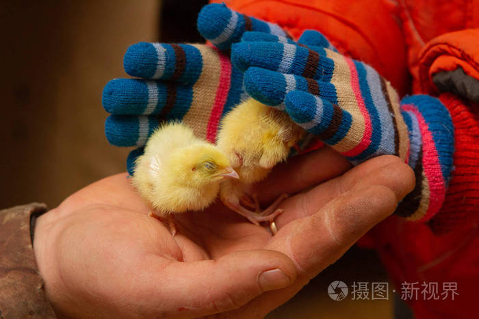 小鹌鹑在宝宝的小手