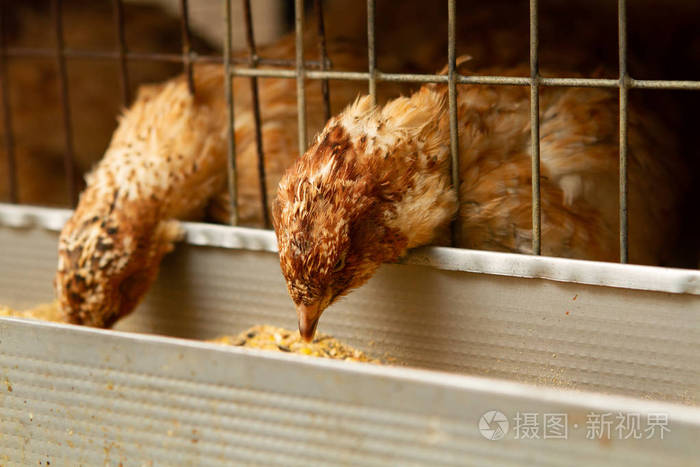 在鹌鹑农场的笼子里育肥的小鹌鹑
