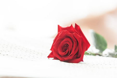 白色背景上的红玫瑰象征情人节的爱情