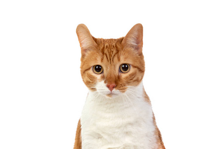 Adult brown and white cat with overweigh 