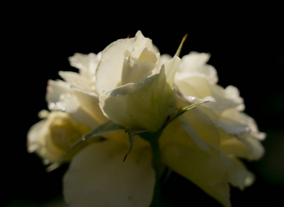 三朵娇嫩的白玫瑰在黑暗的背景下雨点中
