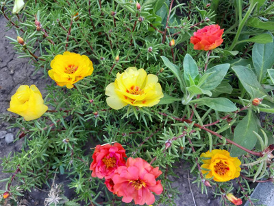 春天 万寿菊 颜色 美丽的 植物 开花 花园 领域 夏天