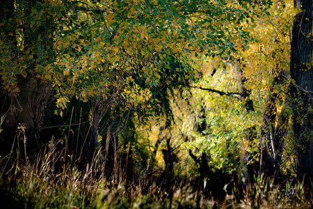 公园 分支 秋天 树叶 森林 风景 自然 落下 季节 颜色