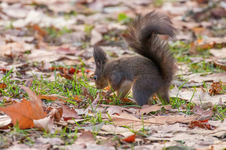 公园里的红松鼠Sciurus vulgaris