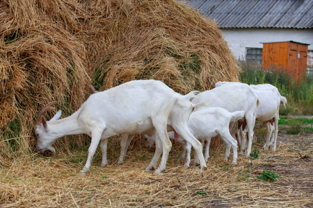 山羊吃新鲜的干草照片