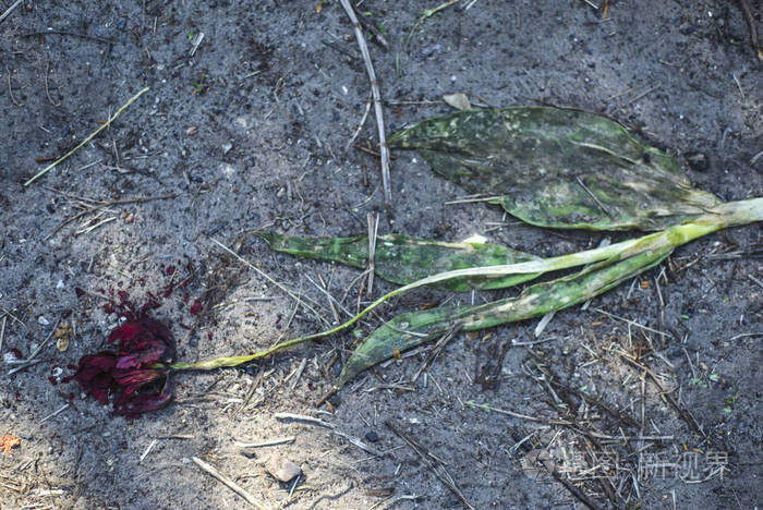 枯萎的郁金香花踩在地上特写死亡衰老衰退的概念颓废