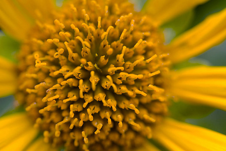 太阳 特写镜头 夏天 自然 美女 黛西 植物区系 花的 花瓣