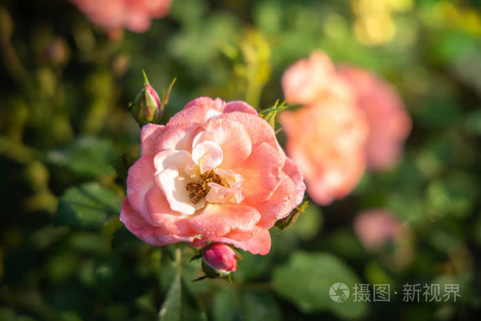 roses in the garden 照片-正版商用图片27q8tl-摄图新视界
