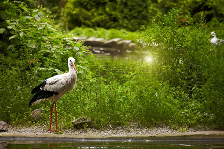 夏天 美丽的 野生动物 动物 动物群 自然 羽毛 苍鹭 池塘