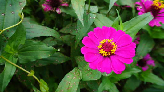 植物区系 紫色 美女 特写镜头 植物 美丽的 自然 春天