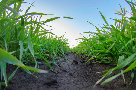 田间生长的小麦幼苗.青苗照片