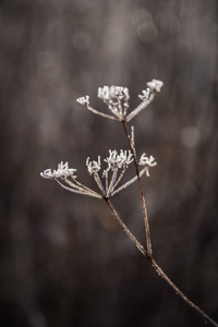 植物 白霜 早晨 季节 墙纸 美丽的 寒冷的 自然 伞形科