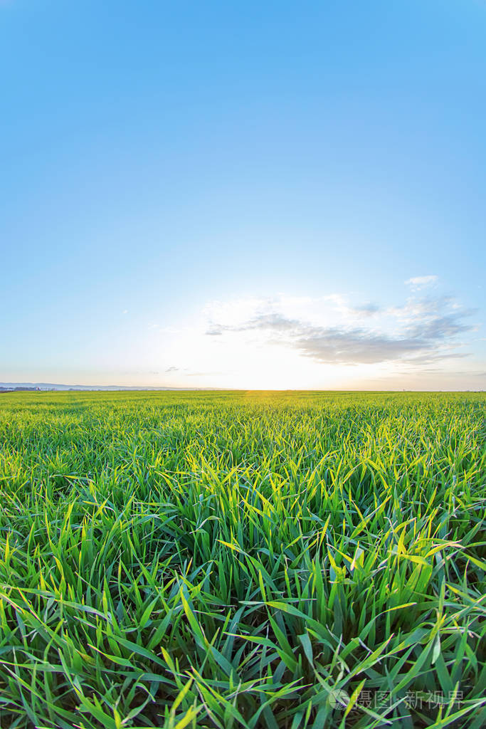幼小的小麦长在田里的青苗