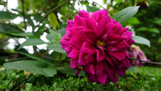 植物区系 花束 夏天 颜色 盛开 紫色 特写镜头 开花 花园