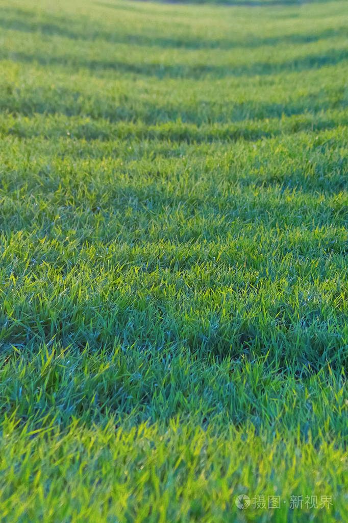 田间生长的小麦幼苗青苗