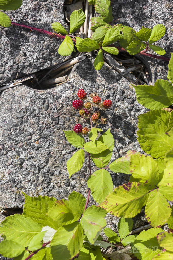 野生的红色浆果生长在石头质地上