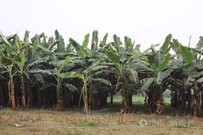 香蕉园。夏季种植绿香蕉树