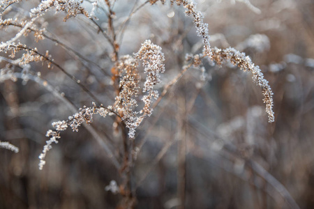 植物 春天 天气 特写镜头 雪花 寒冷的 日出 季节 风景