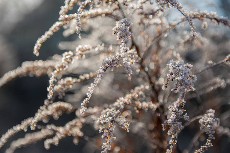 植物 早晨 美丽的 春天 雪花 冷冰冰的 杂草 墙纸 寒冷的