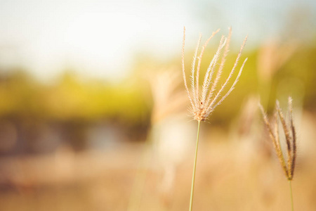 Grass flower with sunlight 