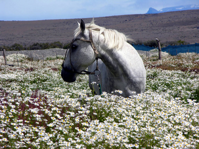 草地 美女 夏天 动物 牧场 种马 领域 母马 马术 哺乳动物