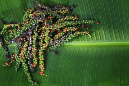 The fresh pepper seeds that have been harvested are placed on a 