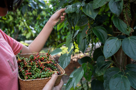 Farmers picking pepper into the basket filled with pepper after 