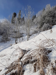 寒冷的 风景 早晨 森林 冬天 自然