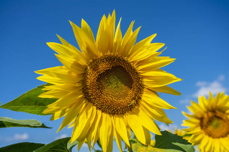 蓝天下盛开的向日葵花照片