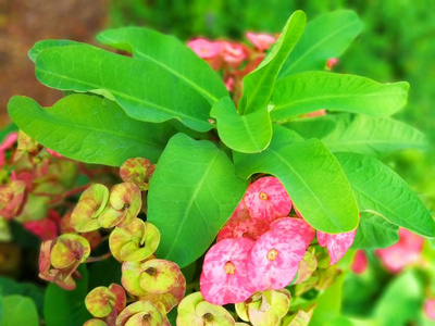 花园 季节 粉红色 特写镜头 春天 植物学 美丽的 花的