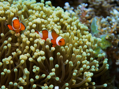 自然 热带 海洋 珊瑚 水下 潜水 小丑鱼 世界 动物