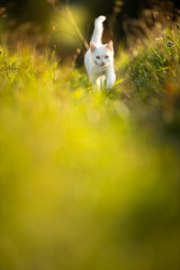 可爱的草地上可爱的白色小猫
