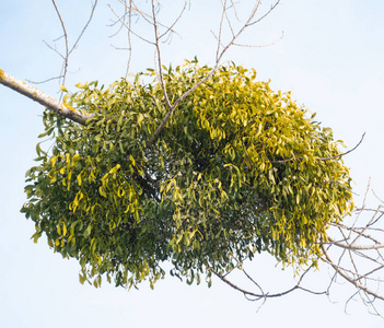 槲寄生植物图片