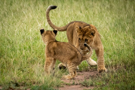 小狮崽在草地上互相打转