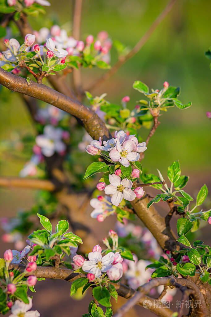 花园里苹果树花蕾的特写镜头春天夕阳下盛开的苹果园