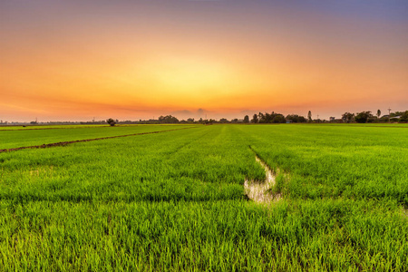 亚洲农业领域图片-亚洲农业领域素材-亚洲农业领域插画-摄图新视界