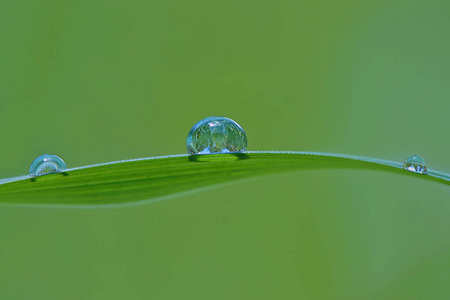 早晨 阳光 生活 气候 自然 雨滴 草本植物 折射 草坪