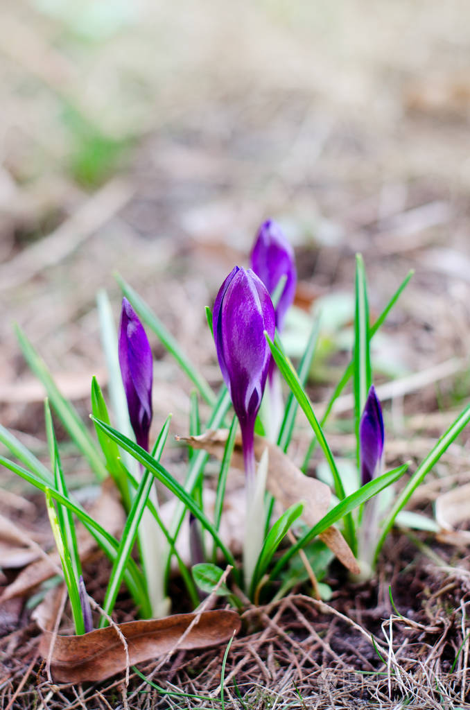 明亮美丽的紫罗兰花晨露下的第一朵春花春天的季节童话背景