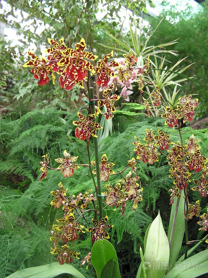 兰花 繁荣的 开花 流血 花园 繁荣 花儿 植物