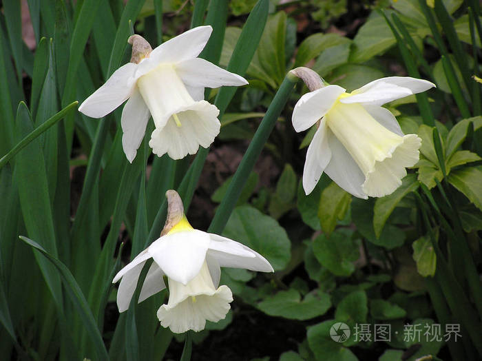 流血 春天 水仙花 水仙 花儿 开花 植物 繁荣的 繁荣