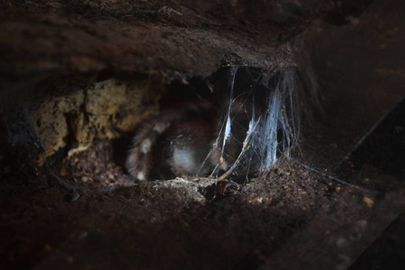 隧道里的大蜘蛛动物用蜘蛛网捕捉