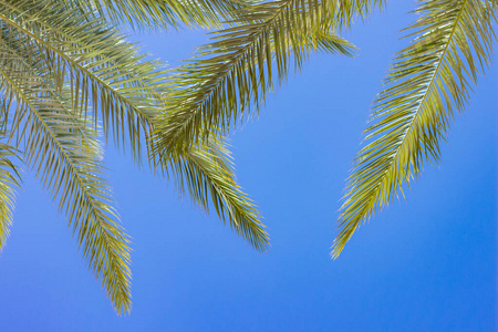 热带南部夏季自然墙纸图案棕榈叶蓝天背景，空白复制空间为您的文字