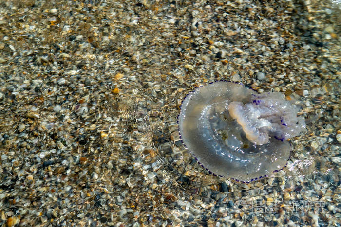 浅水中海滩上的死蓝色水母海蜇根茎的根状茎切断根抛上岸