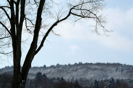天气 冬天 美丽的 公园 季节 木材 旅行 分支 森林 自然