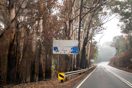 澳大利亚森林大火蓝山公路附近被烧毁的路标和桉树。