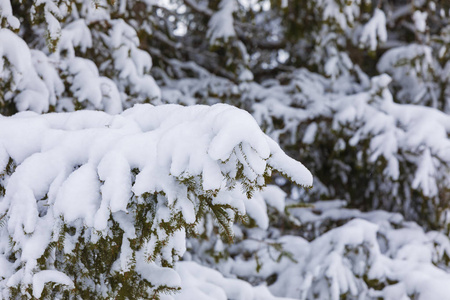 Branches of spruce covered with snow	